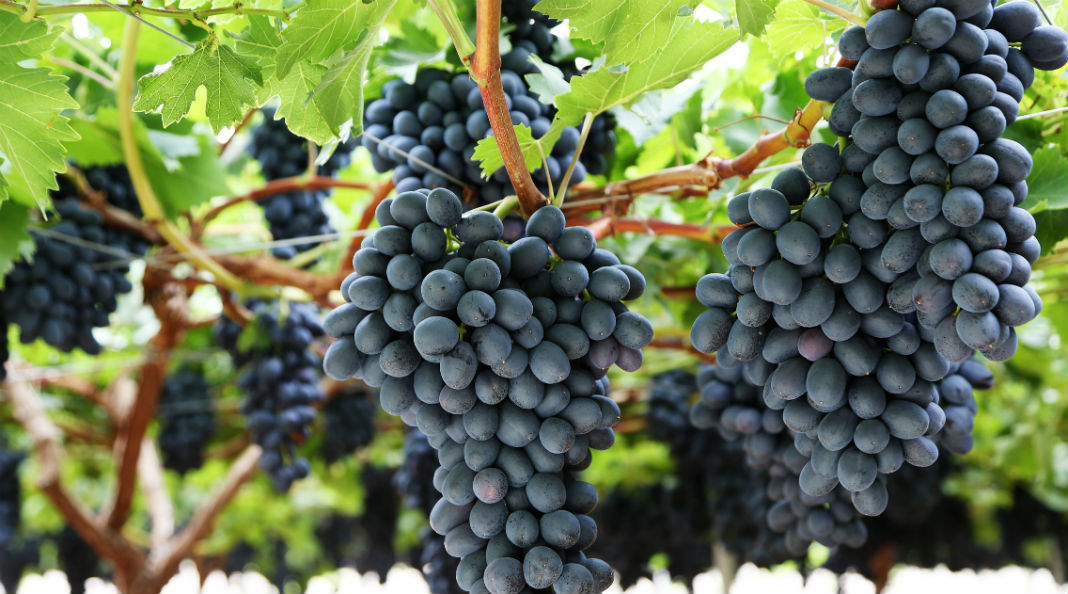 Semillas de uva negra