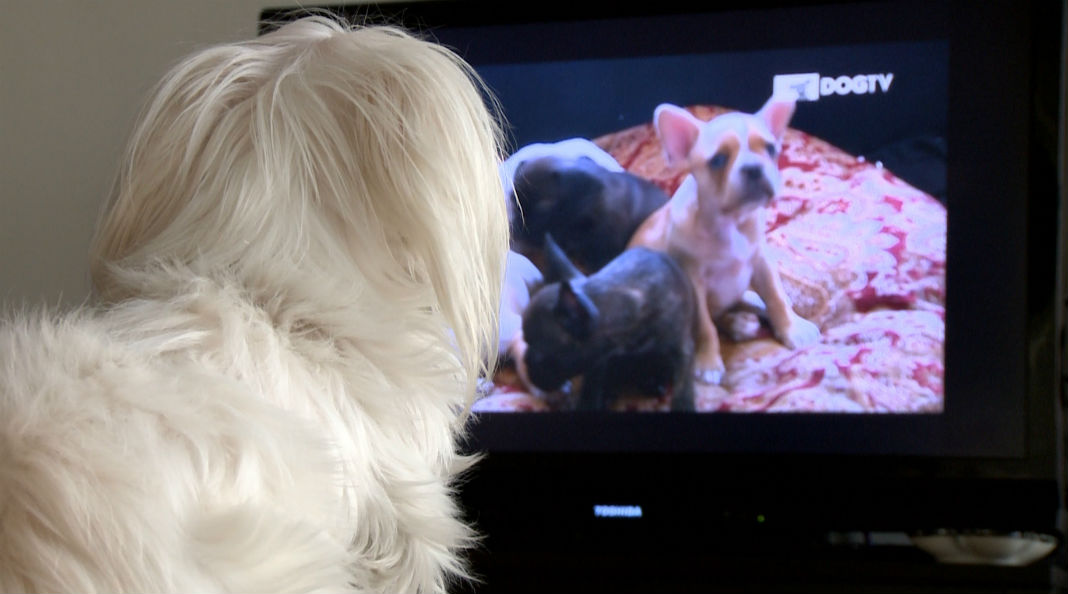 DogTv