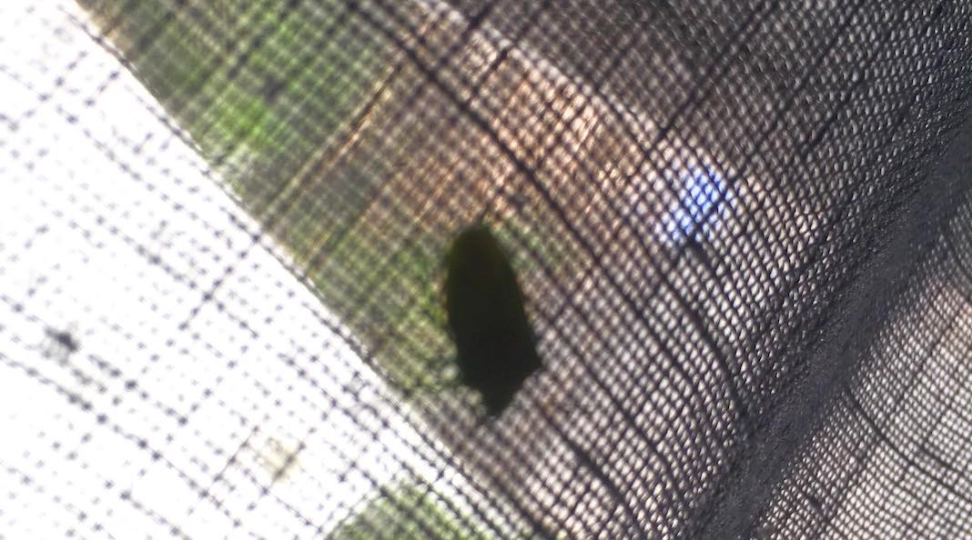 El insecto, de Alejandro Espinoza