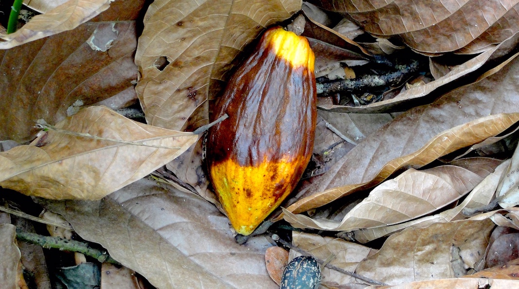 De cacao, tiempo y amate