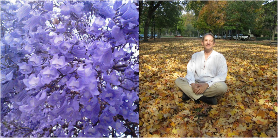 Dicen las jacarandas