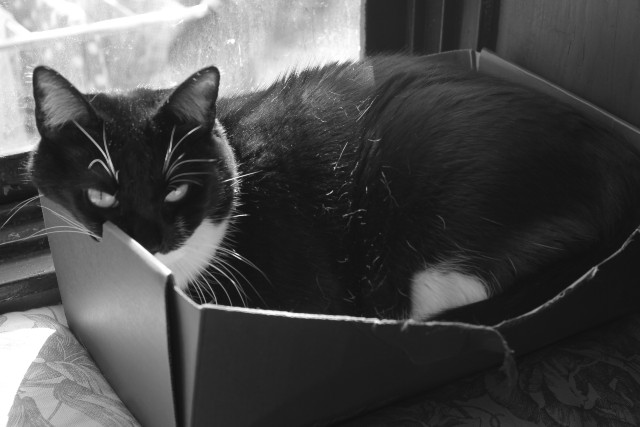  Una peluda obsesión