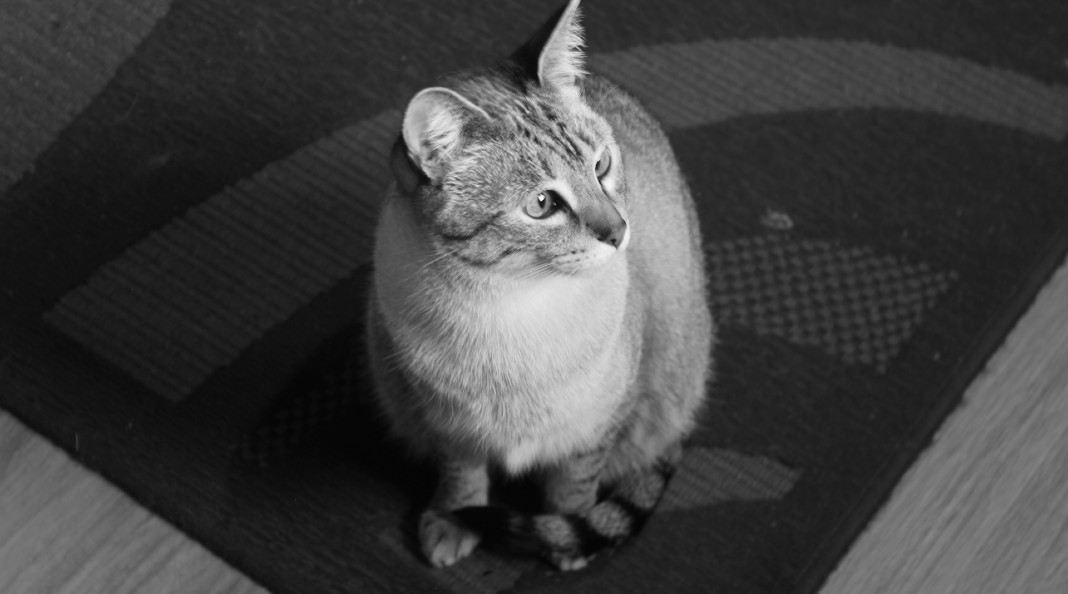 Una peluda obsesión