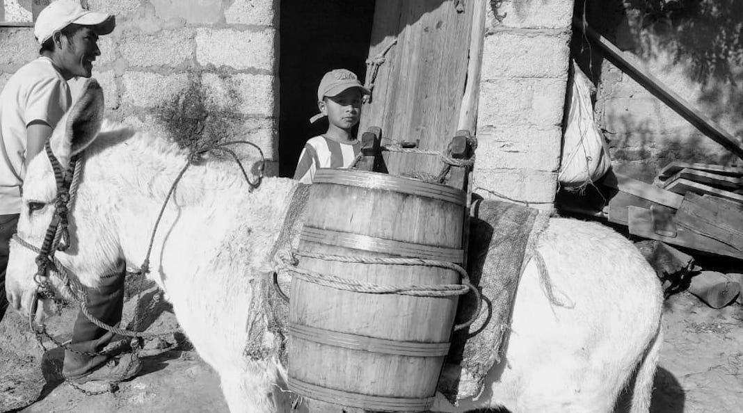 El maguey y el pulque