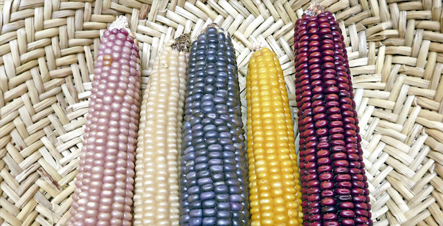 Cocinando en casa con el maíz y la milpa