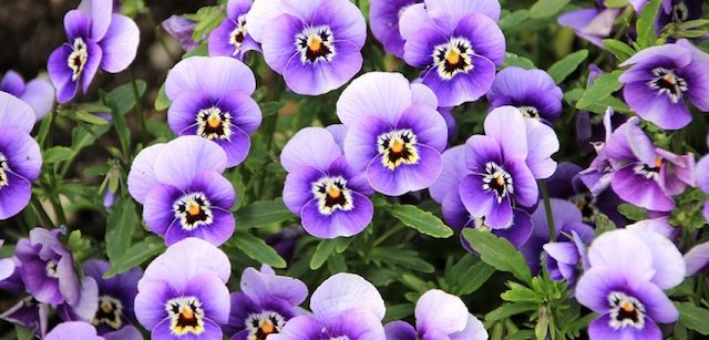Violetas