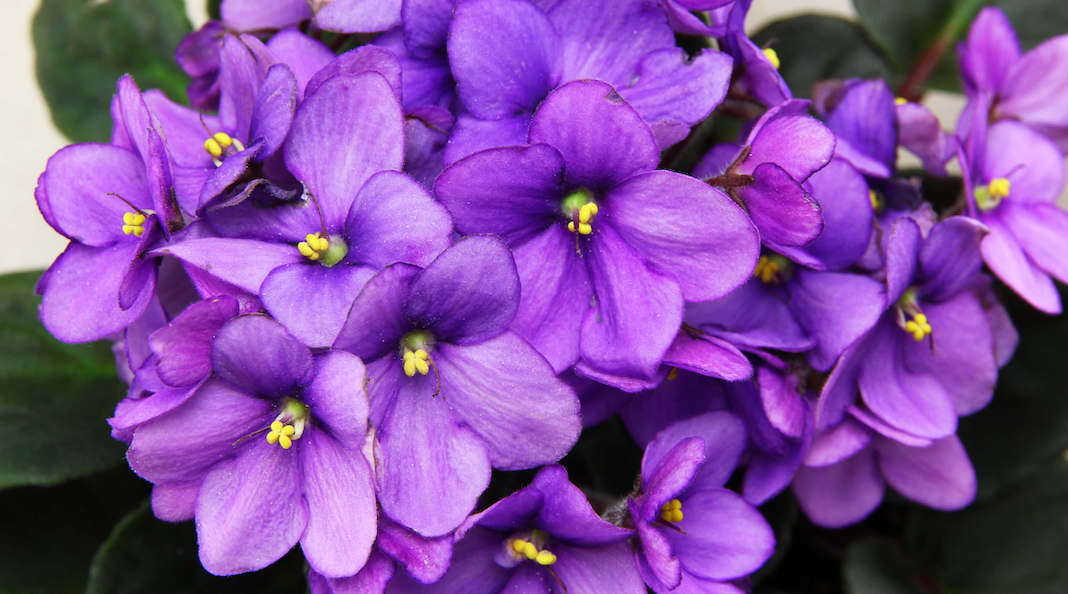 Violetas