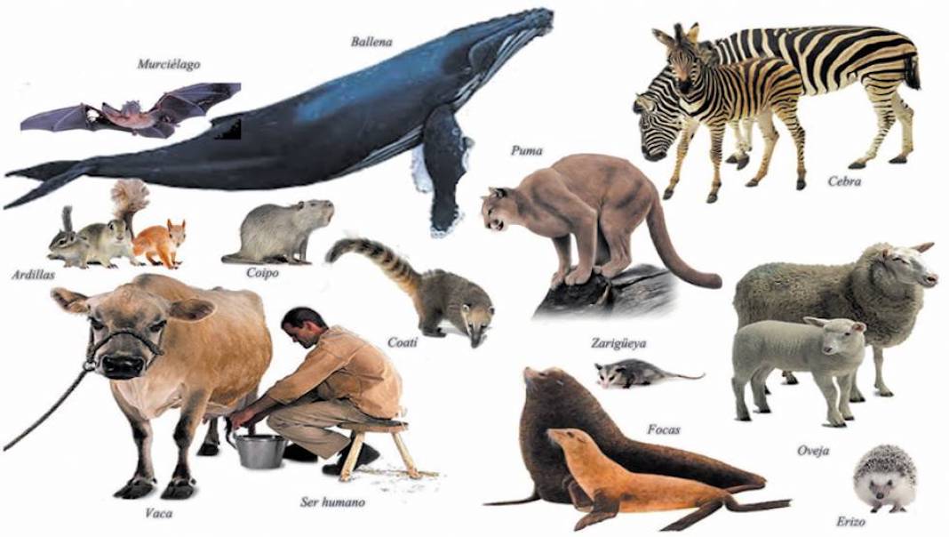 Los mamíferos
