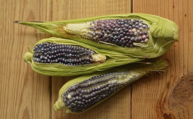 Maíz Azul