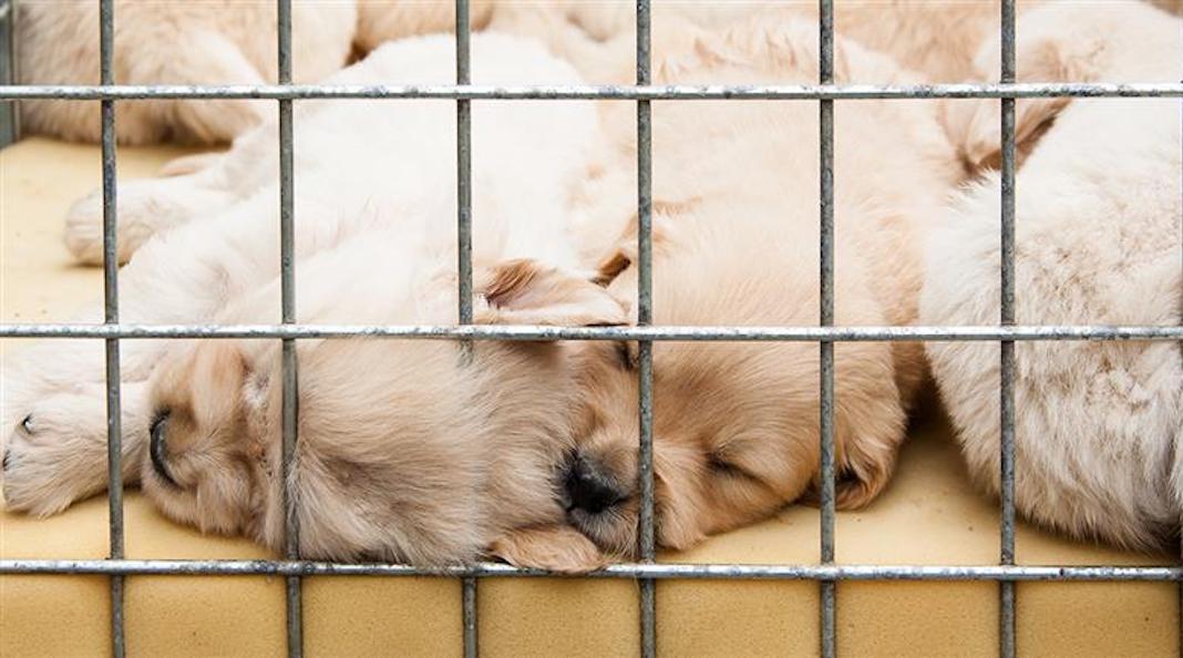 Las mascotas en las tiendas