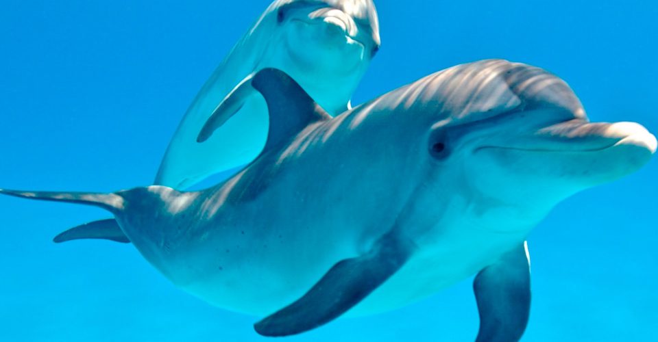 El sueño del delfín