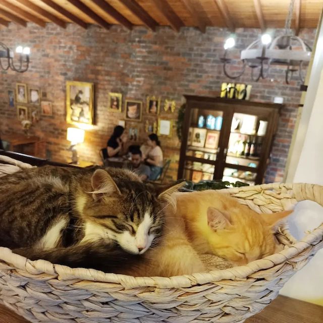 Gatoría Cat Café