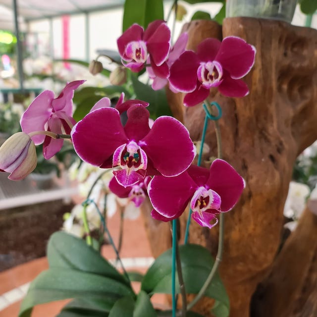 Orquídeas Tahí