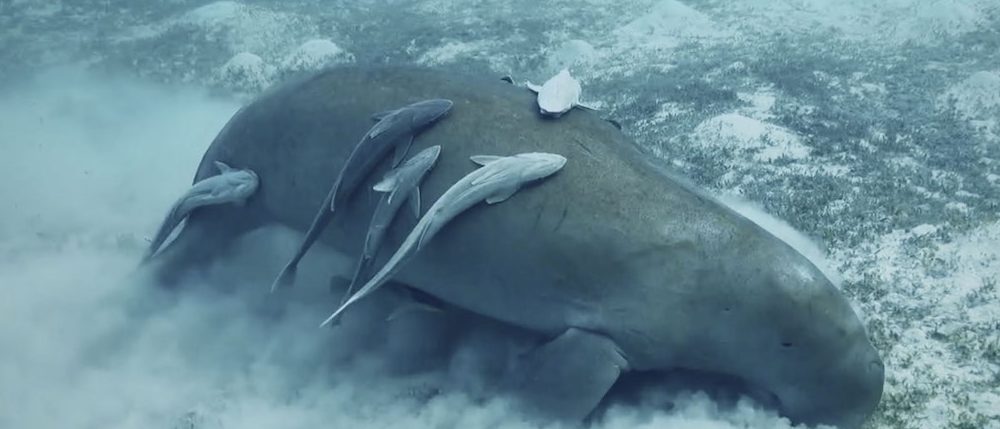 Misterios de las profundidades