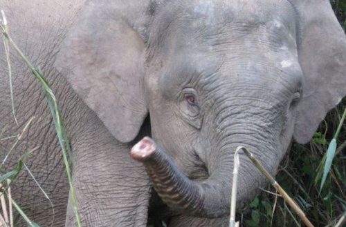 elefante de Borneo