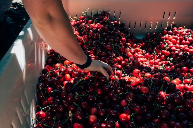 Cerezas del noroeste